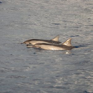 Tour Avvistamento Delfini